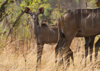 A very young Kudu calf hiding behind mum in the bush, but looking directly ahead into camera