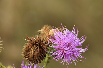Two brown beetle, similar to elephants, sitting on a Thistle