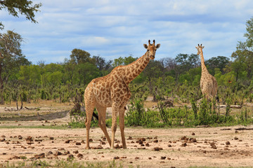 Southern Giraffe standing in camp looking directly at camera with another giraffe in the background