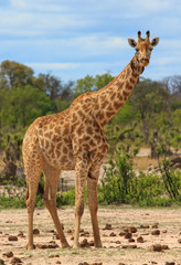 Naklejka na ściany i meble Southern Giraffe standing on the African Plains in Hwange, Zimbabwe with a natural bush background