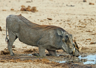 Warthog crouching to drink with an oxpecker perched on it's nose