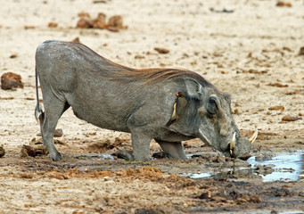 Warthog kneeling while taking a drink from an african waterhole, Hwange, Zimbabwe