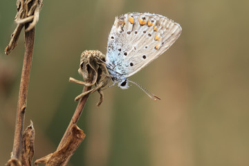 Two brown beetle, similar to elephants, sitting on a Thistle