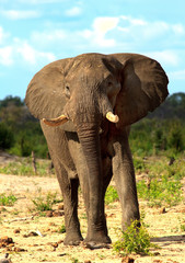 Fototapeta na wymiar Close up oportrait of a large African Elephant looking directly into camera on Makololo plains, Zimbabwe