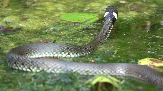 Ringelnatter, Natrix natrix, im Teich, Tierverhalten, Gartenteich, Wasserpflanzen