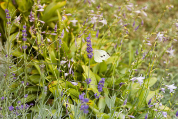 Butterfly on lavender