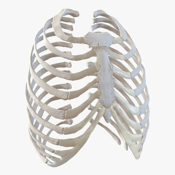 Female Ribcage Skeleton on white. 3D illustration