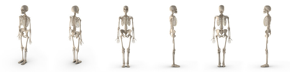 medical accurate female skeleton renders set from different angles on a white. 3D illustration - obrazy, fototapety, plakaty