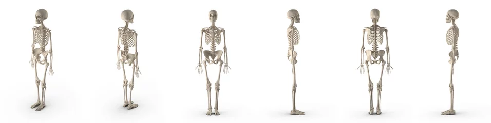 Fotobehang medical accurate female skeleton renders set from different angles on a white. 3D illustration © 2dmolier