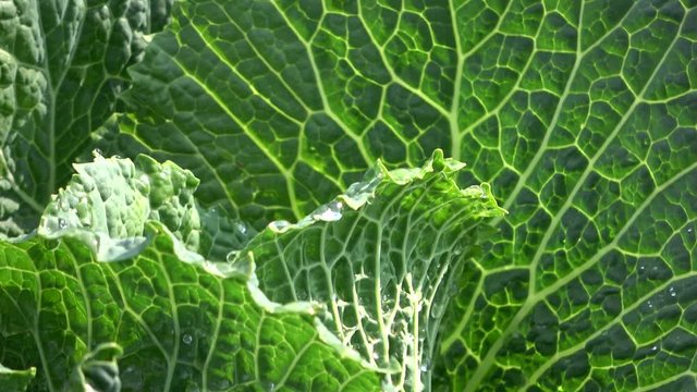 Wirsing im Garten, Wirsingkohl, erntefrisch, gr&uuml;n, Hausgarten, Selbstversorgung, ungespritzt, bio, gesund, Blattadern