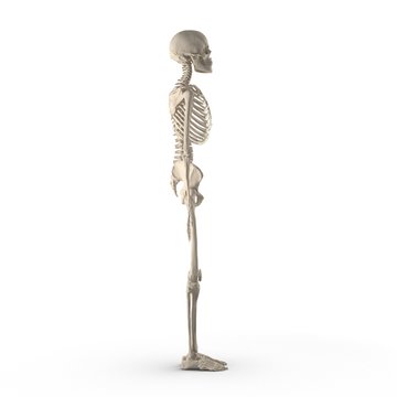3D illustration with female skeleton isolated on white. Side view.
