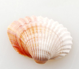 Obraz premium Seashell isolated