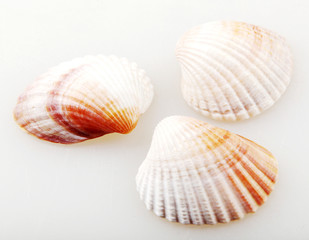 Seashell isolated