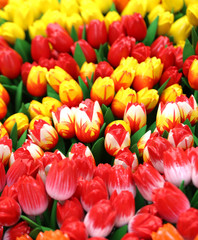 colorful tulips for sale in the flower market