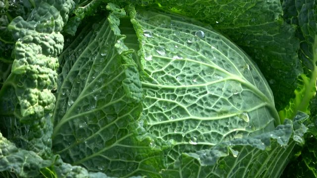 Wirsing im Garten, Wirsingkohl, erntefrisch, gr&uuml;n, Hausgarten, Selbstversorgung, ungespritzt, bio, gesund, Blattadern