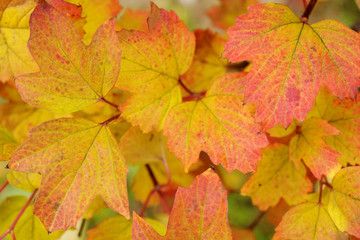 Naklejka na ściany i meble Bright autumn leaves
