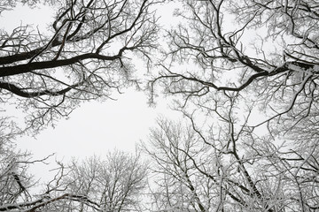 Branches of winter trees covered with snow