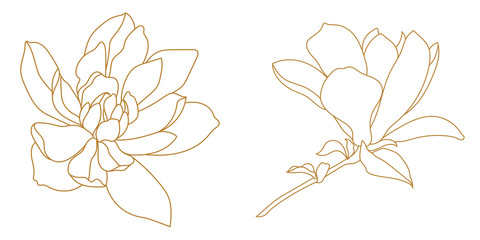 Set of golden graphical magnolia flower. Vector.