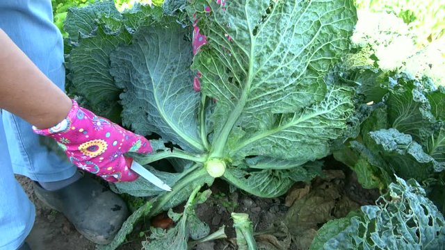Ernte im Hausgarten, Wirsing, Wirsingkohl, Urban gardening, Selbstversorgung, 