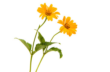 Fototapeta premium Yellow flower isolated