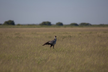 Secretary bird in field of Deception pan Africa