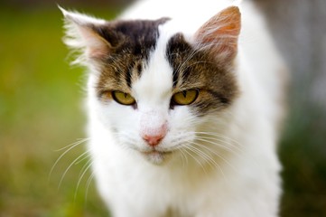 Portrait of a white and brown cat on a green lawn. 