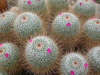 Kaktus Cactuses 