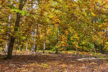 Yellow Autumn Forest