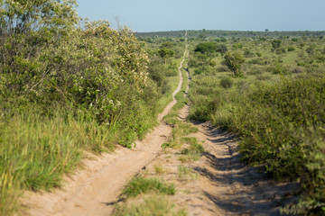 Fototapeta na wymiar Track through Kalhari Africa