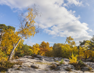 Forest of Fontainebleau