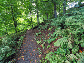 Obraz premium summer countryside morning,Northern Ireland