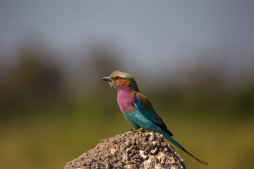 Bee Eater perched on rock in Africa