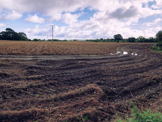  summer countryside morning,Northern Ireland