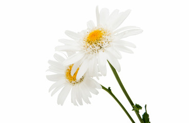 chamomile flower isolated