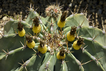 Ferocactus, Ferocactus pottsii