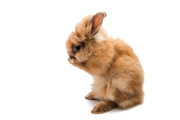 Obraz premium little brown rabbit