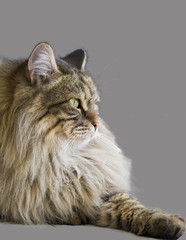Obraz premium Long haired cat profile, siberian purebred male. Hypoallergenic pet