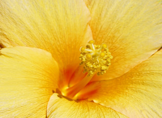 Center of the Daylily flower 
