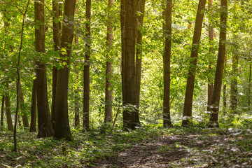 Fototapeta premium waldweg