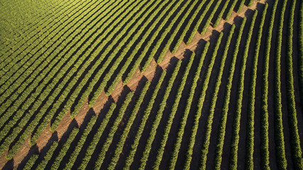 Aerial view coffee plantation in Minas Gerais state - Brazil