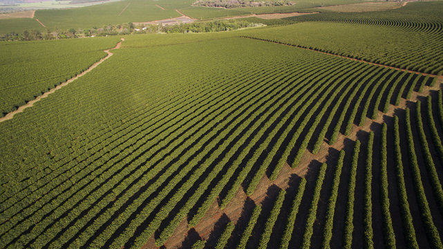 Aerial view coffee plantation in Minas Gerais state - Brazil
