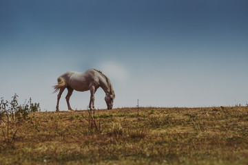 Cavallo al pascolo in montagna