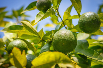 Green mandarins grow on tree. Unripe citrus mandarine on green branch.