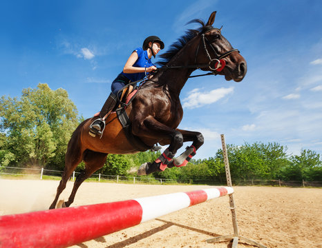 Bay Horse With Female Rider Jumping Over A Hurdle