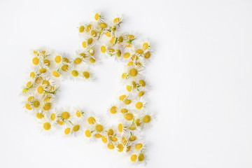 heart shape from chamomiles on white background