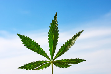 Leaf of marijuana  on a blurred background. Cannabis leaves. Cannabis Close Up High Quality
