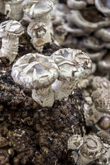 Funghi