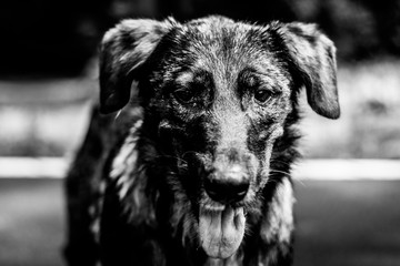 Portrait of a homeless dog, black and white photo