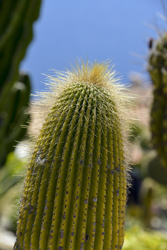 Cactus cierge, Neobuxbaumia polylopha
