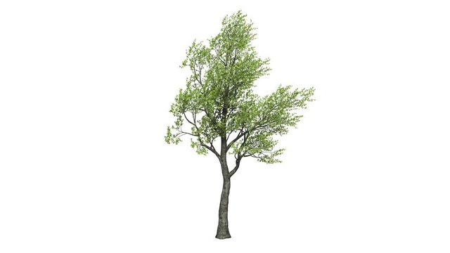 Looping 3D realistic tree isolated on white to be used for architecture visualization or motion graphics or any other video.